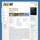 Falco sparverius: Information