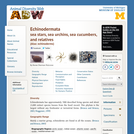 Echinodermata: Information