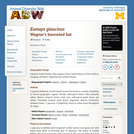 Eumops glaucinus: Information