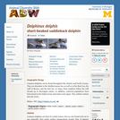 Delphinus delphis: Information