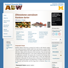 Etheostoma caeruleum: Information