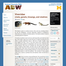 Viverridae: Information