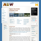 Cygnus buccinator: Information