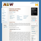 Cynomys parvidens: Information