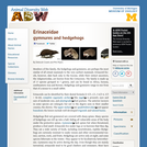 Erinaceidae: Information