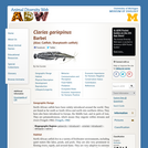 Clarias gariepinus: Information