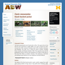 Canis mesomelas: Information
