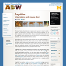 Tragulidae: Information