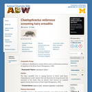 Chaetophractus vellerosus: Information