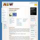 Chaetura pelagica: Information