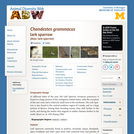 Chondestes grammacus: Information