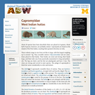 Capromyidae: Information