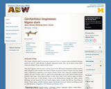 Carcharhinus longimanus: Information
