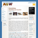 Chinchillidae: Information