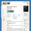 Cheiromeles torquatus: Information