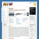 Cetacea: Information