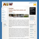 Canidae: Information