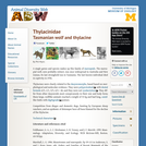 Thylacinidae: Information