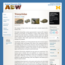 Trionychidae: Information