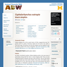 Cephalorhynchus eutropia: Information