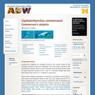 Cephalorhynchus commersonii: Information