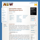 Spermophilus elegans: Information