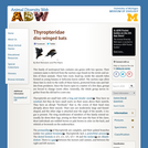 Thyropteridae: Information