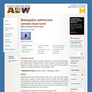 Buteogallus anthracinus: Information