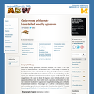 Caluromys philander: Information