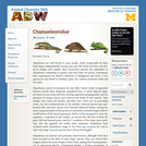 Chamaeleonidae: Information