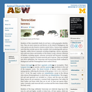 Tenrecidae: Information