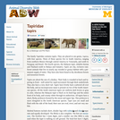 Tapiridae: Information