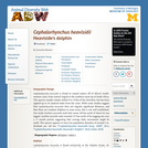 Cephalorhynchus heavisidii: Information