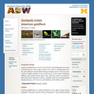 Carduelis tristis: Information