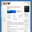 Carcharhinus amblyrhynchos: Information