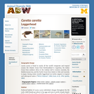 Caretta caretta: Information