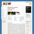 Chironectes minimus: Information