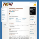 Sminthopsis longicaudata: Information