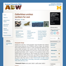 Callorhinus ursinus: Information