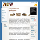 Chrysochloridae: Information