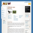 Chlidonias niger: Information