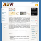 Chilopoda: Information