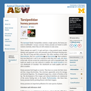 Tarsipedidae: Information