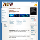 Carcharhinus leucas: Information