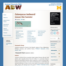 Calomyscus bailwardi: Information