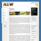 Caudata: Information