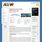 Sphyraena barracuda: Information
