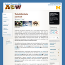 Tubulidentata: Information