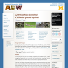 Spermophilus beecheyi: Information