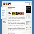 Tachyglossidae: Information